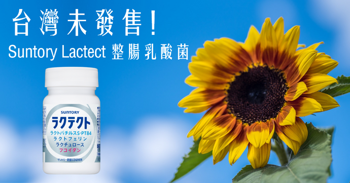 台灣未發售！Suntory Lactect 整腸乳酸菌